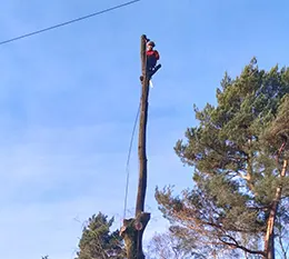 Tree <br>Services